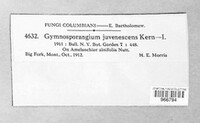 Gymnosporangium nidus-avis image